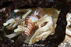 Explosion of Lionfish in the Caribbean are causing havoc ... by Larry Polster 